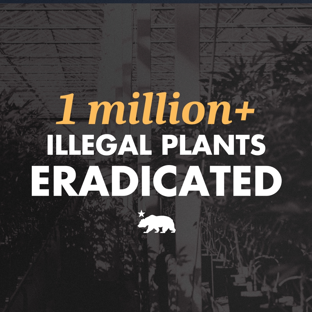 Graphic from Governor's Office saying $1 million + illegal plants eradicated